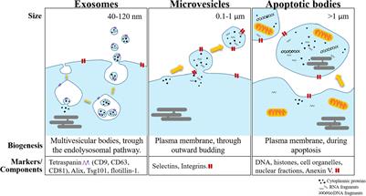 Biological Functions Driven by mRNAs Carried by Extracellular Vesicles in Cancer